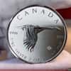 2020 2 oz Canada Goose Silver Coin Unboxing