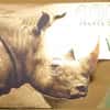2021 Republic of Cameroon 24K Gold Black Rhinoceros 100 Francs Aurum Note at Bullion Exchanges