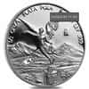 1/2 oz Proof Mexican Silver Libertad Coin Scruffy (Random Year)