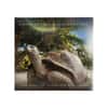 2021 1 oz Colorized Silver Galapagos Tortoise Solomon Islands $2 Coin .9999 Fine (w/Box & COA)