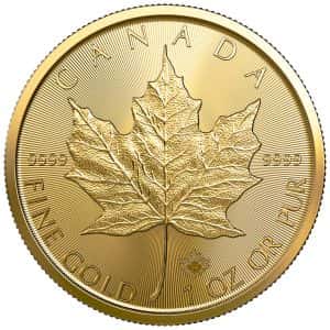 gold maple