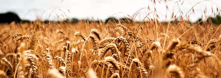 Crimean Bridge Attack Fallout: Russia Ends Black Sea Grain Deal, Wheat Prices Surge