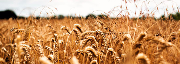 Wheat